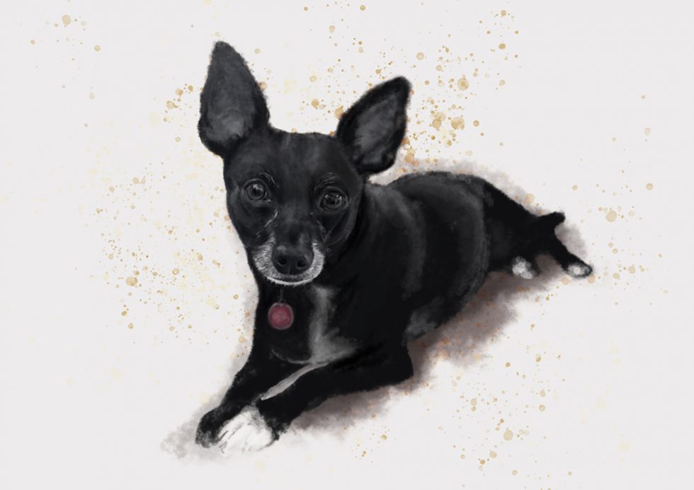 Retrato digital perruno, Nova